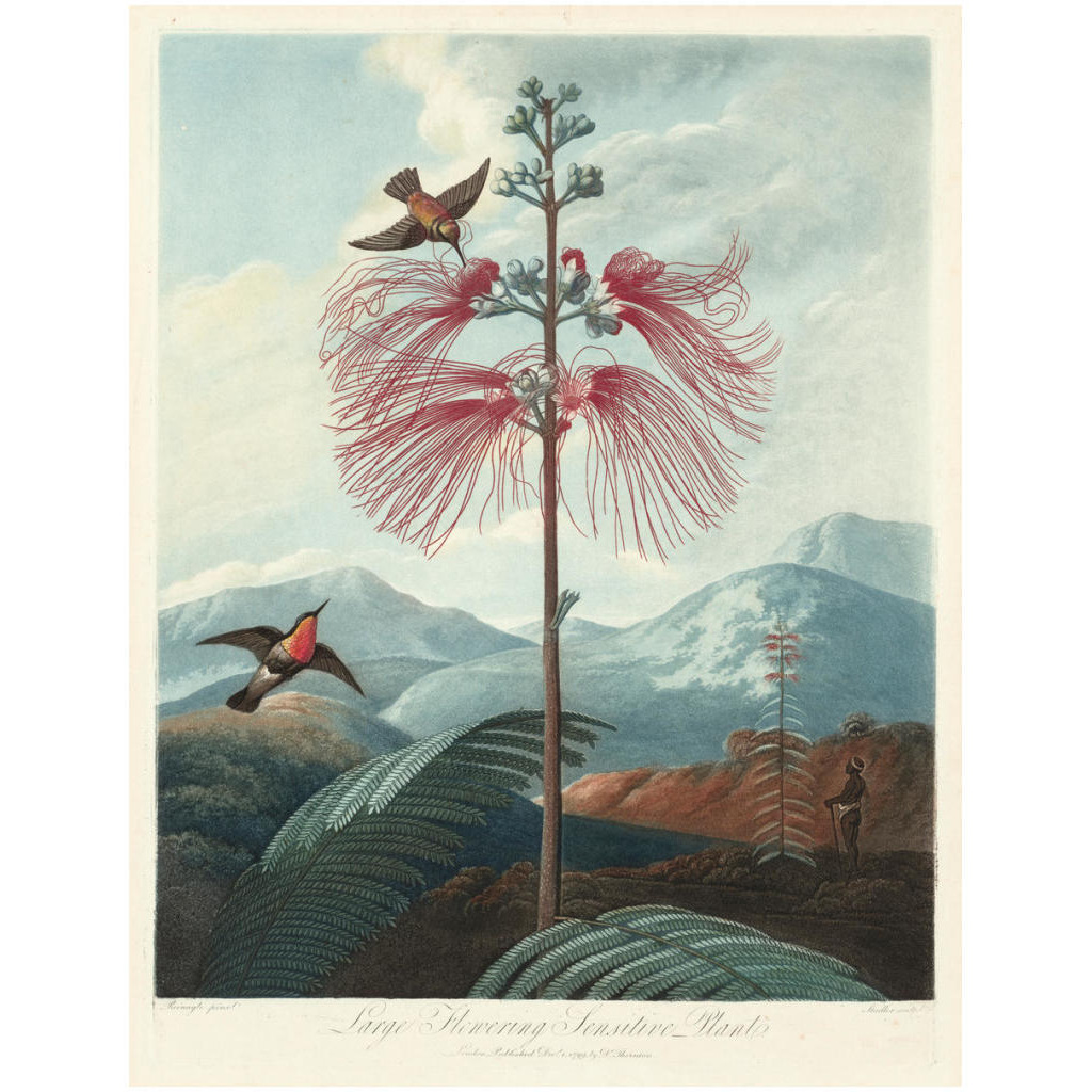 Large Flowering Sensitive Plant, 1799 -Paper Art-18.923&quotx24"