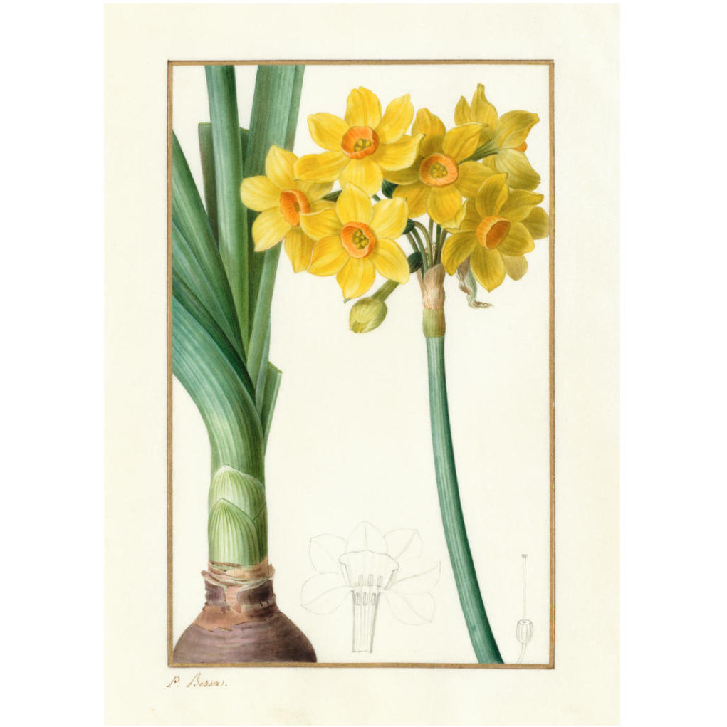 Narcissus Tazzetta, about 1836 -Paper Art-17.714&quotx24"