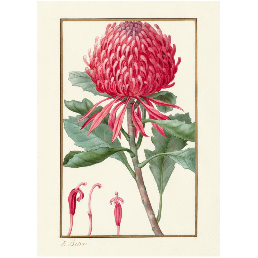 Waratah, about 1828 -Paper Art-17.714&quotx24"