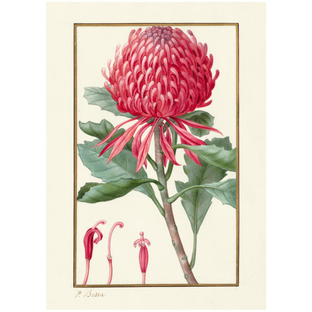 Waratah, about 1828 -Paper Art-23.429&quotx32"