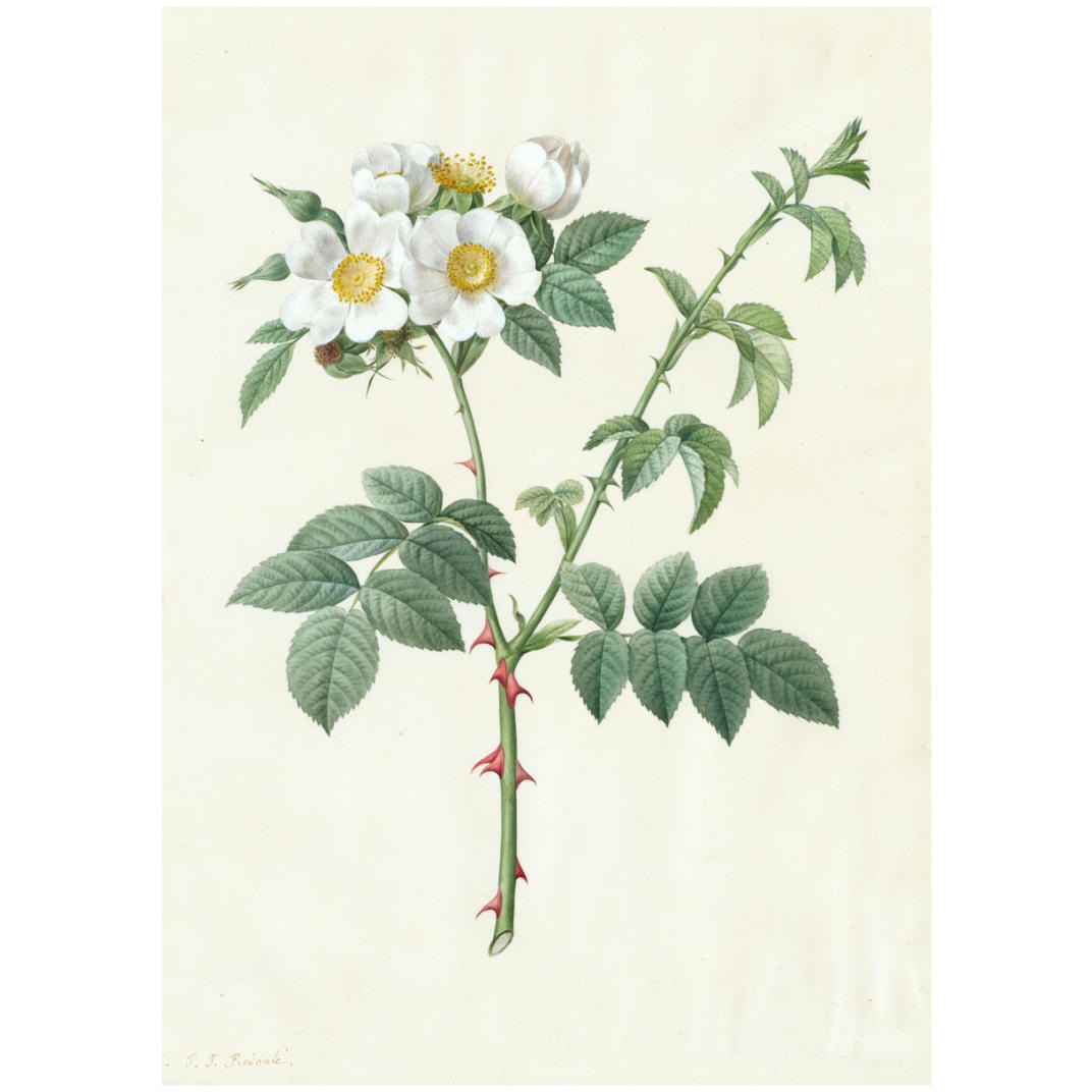 Rosa Leucantha, 18171824 -Paper Art-23.429&quotx32"