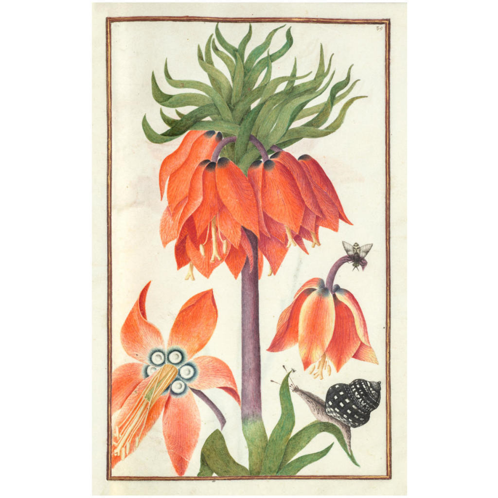 Orange Fritillaria imperialis (crown imperial), 1600s -Paper Art-16.103&quotx24"