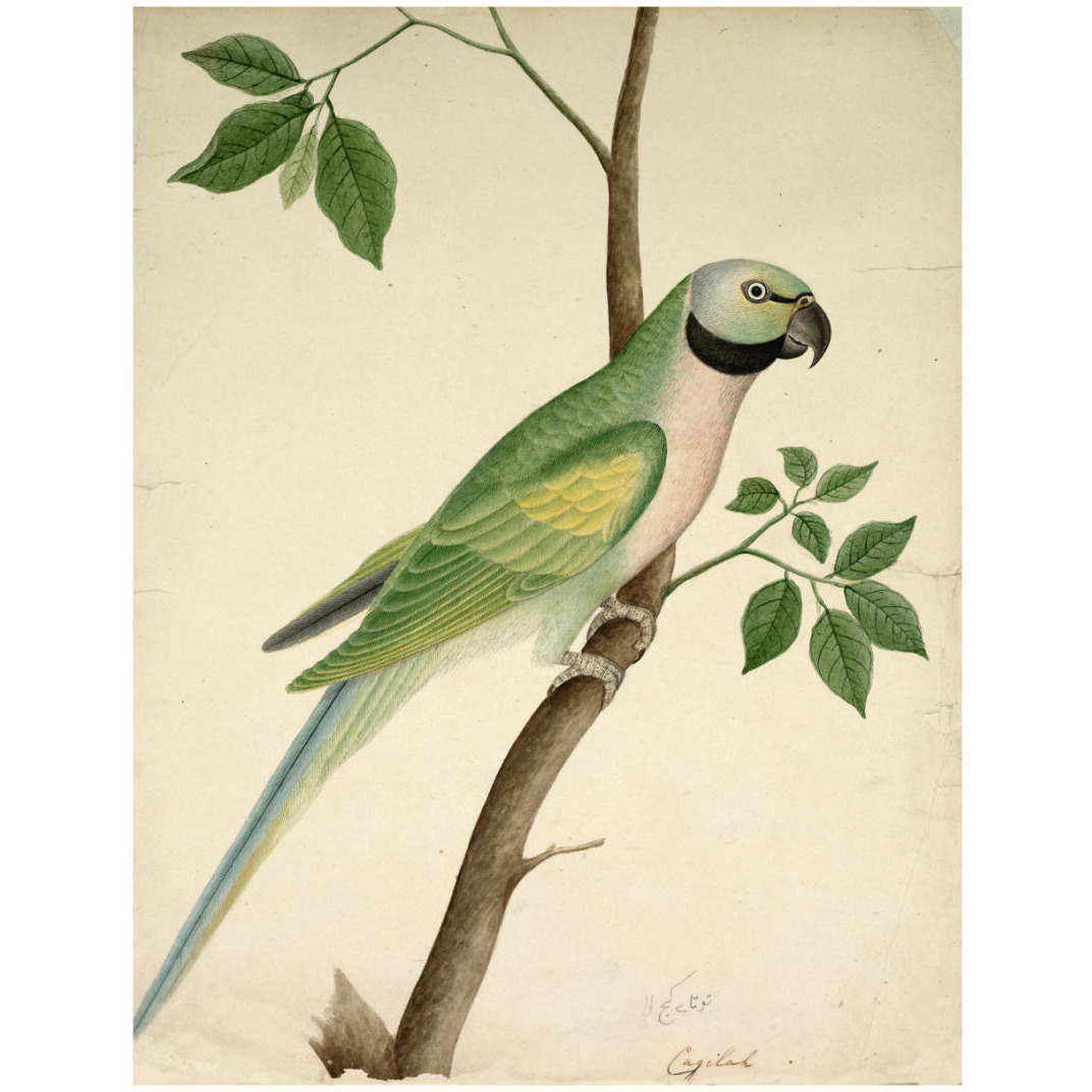 Green Parrot, c. 1820 -Paper Art-25.077&quotx32"