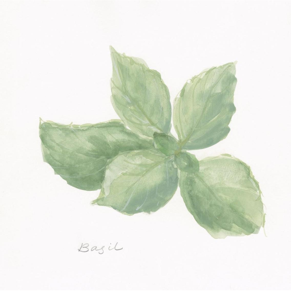 Basil -Paper Art-38&quotx38"