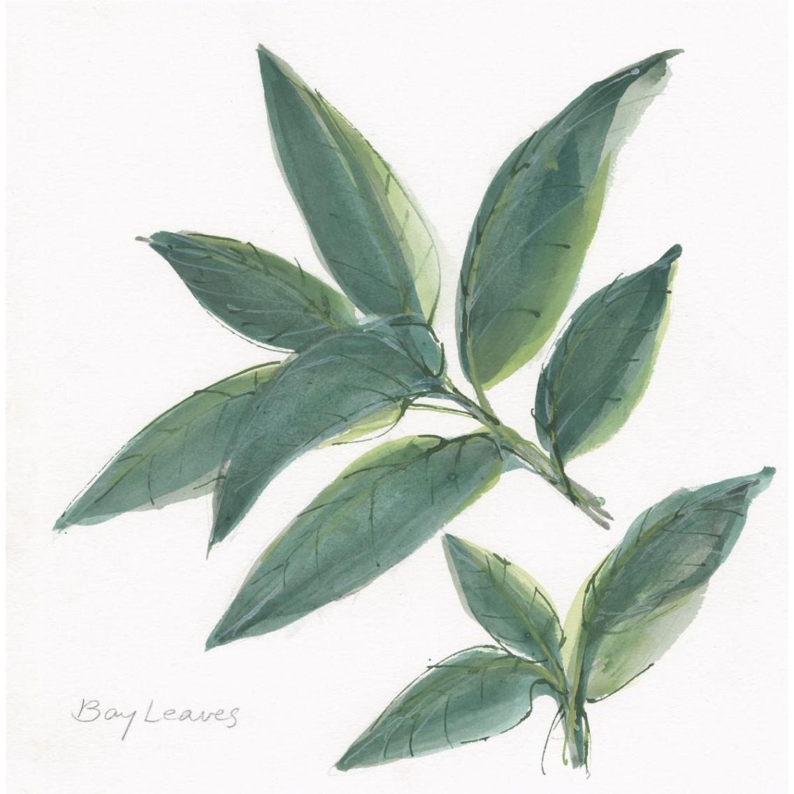 Bay Leaf -Paper Art-38&quotx38"
