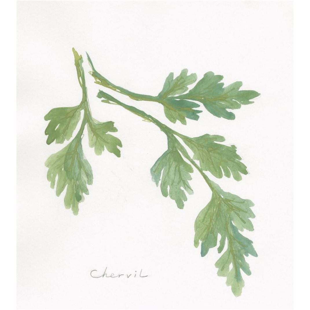 Chervil -Paper Art-16.4&quotx18"