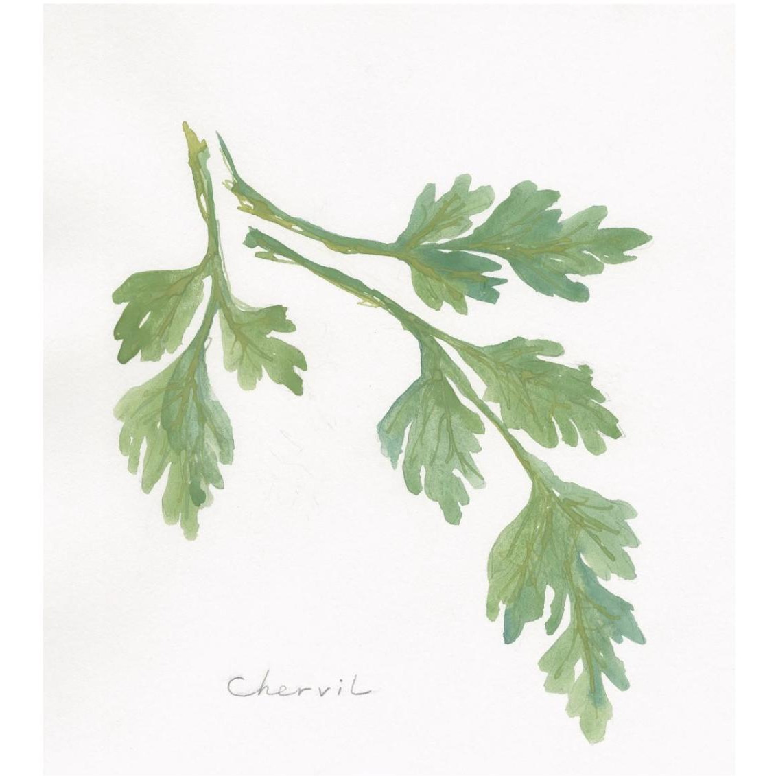 Chervil -Paper Art-29&quotx32"