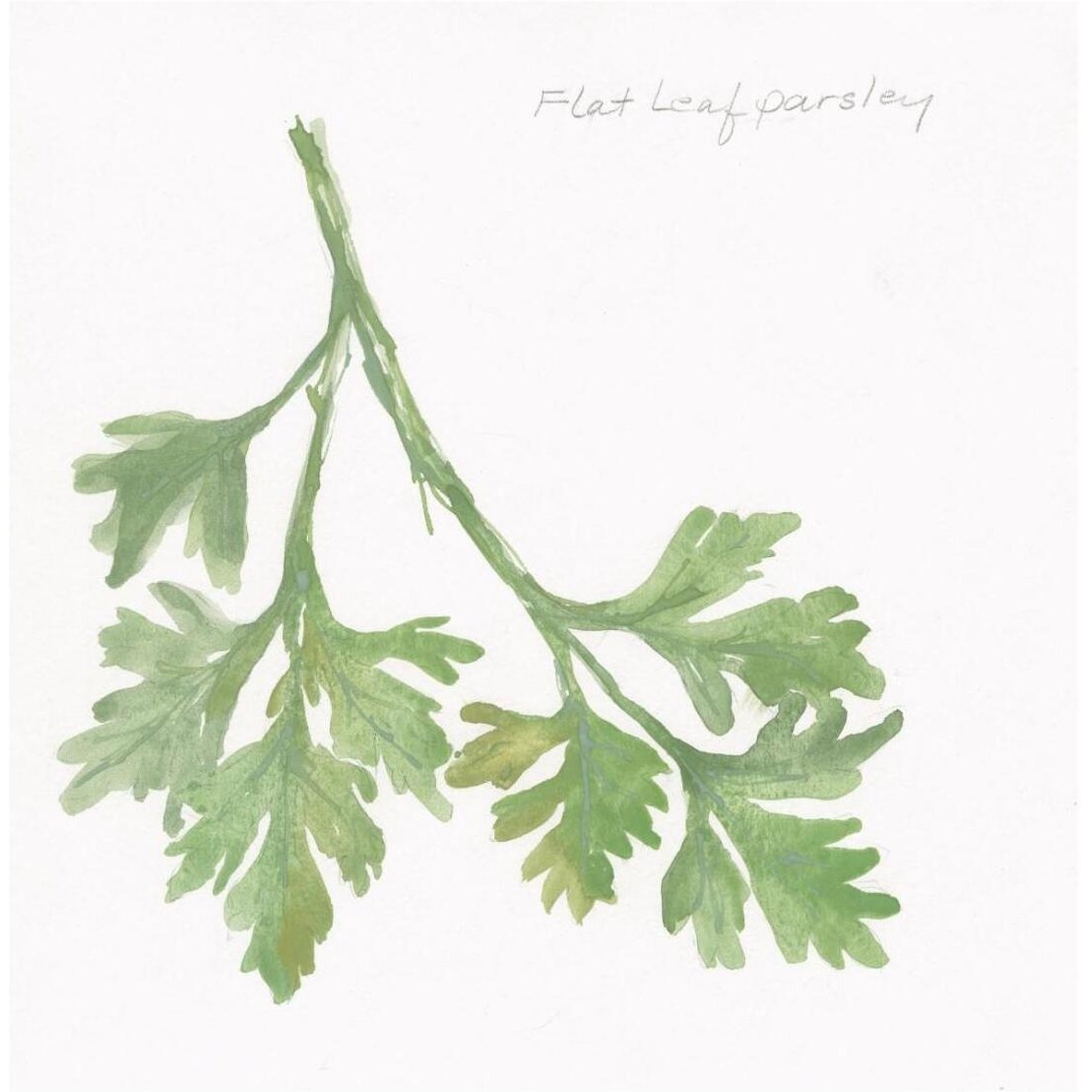 Flat Leaf Parsley -Paper Art-26&quotx26"