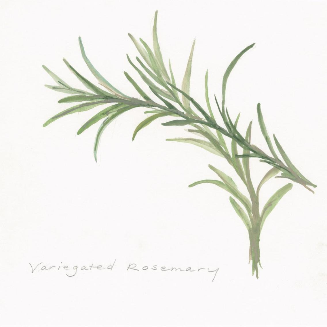 Variegated Rosemary -Paper Art-38&quotx38"