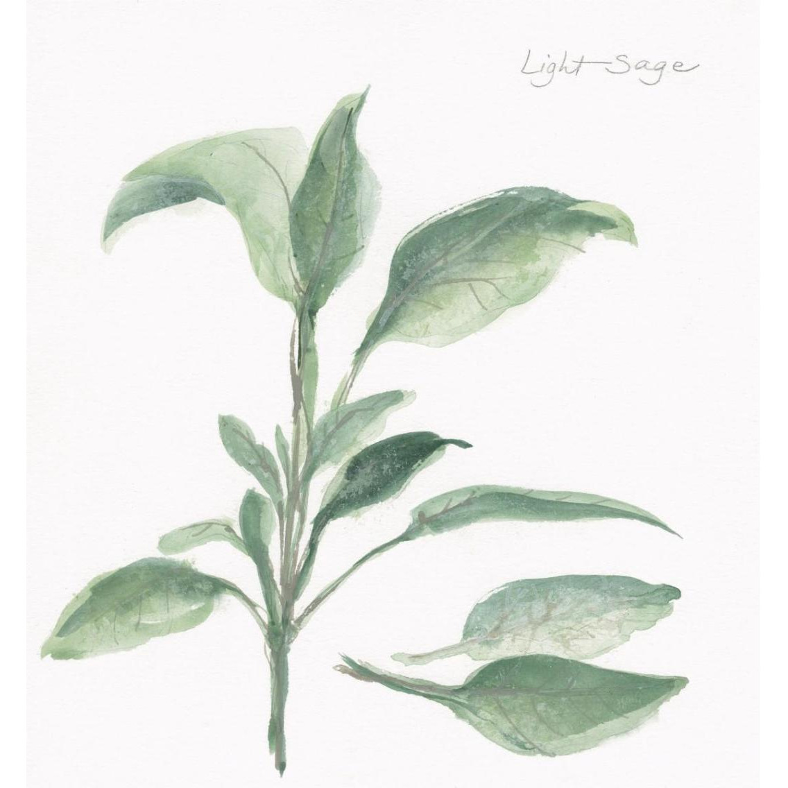 Sage II -Paper Art-35.48&quotx38"
