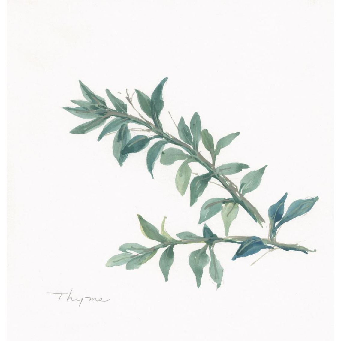 Thyme -Paper Art-38&quotx38"
