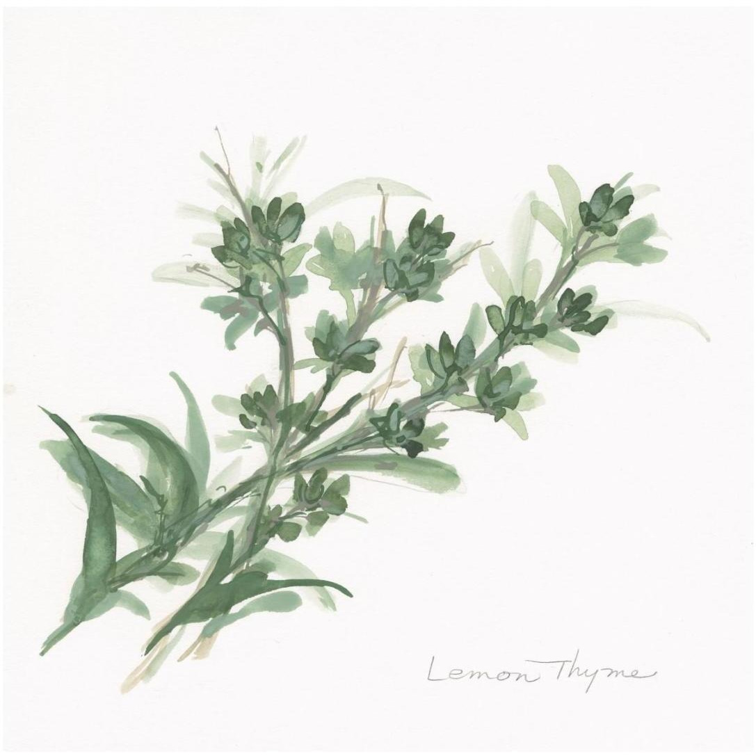 Lemon Thyme -Paper Art-20&quotx20"