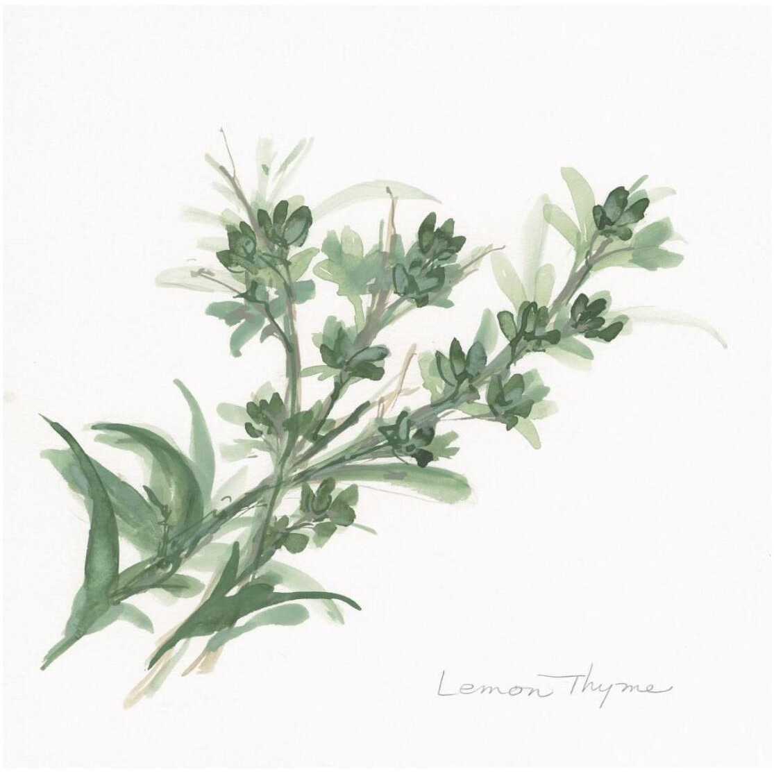 Lemon Thyme -Paper Art-26&quotx26"
