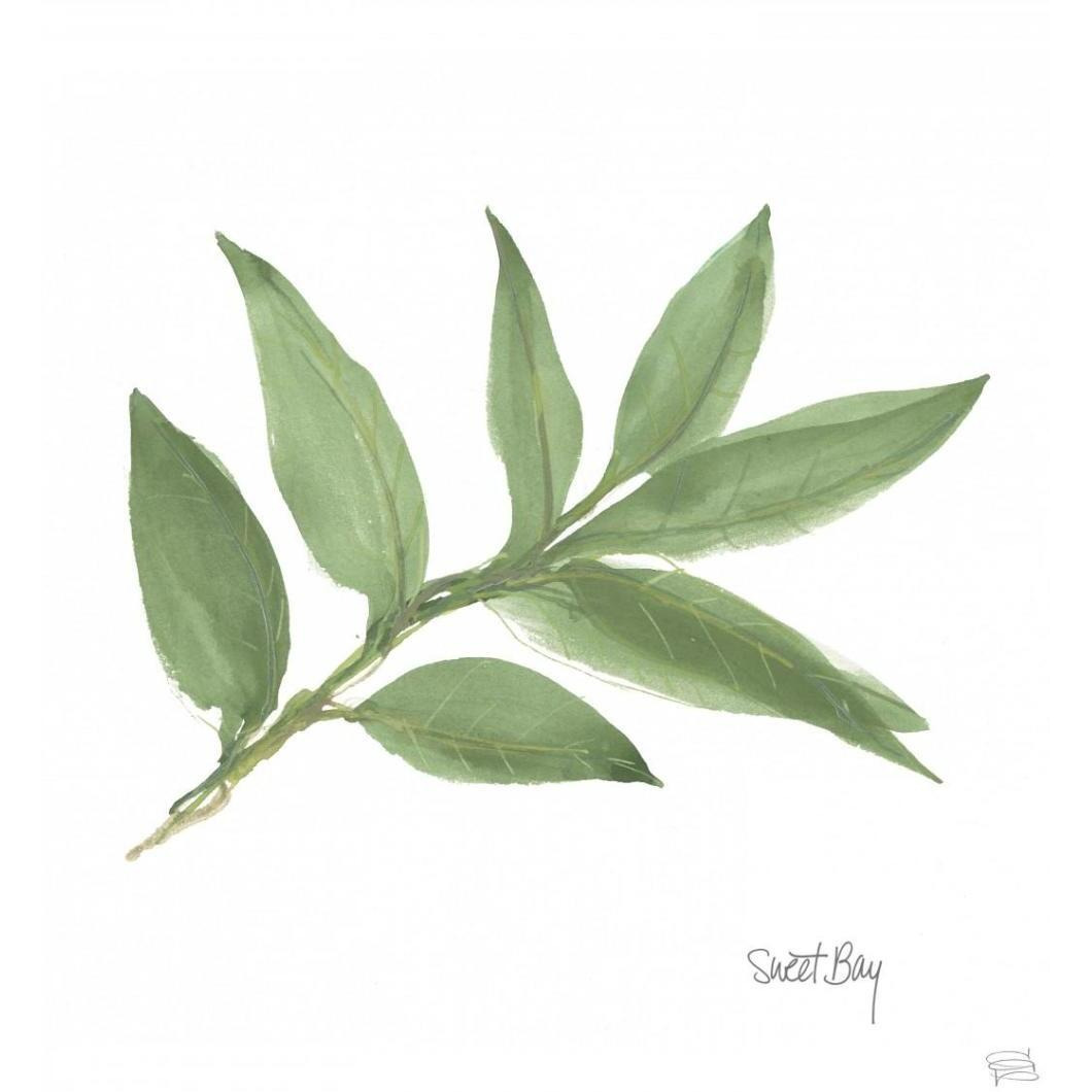 Sweet Bay v2 -Paper Art-38&quotx38"