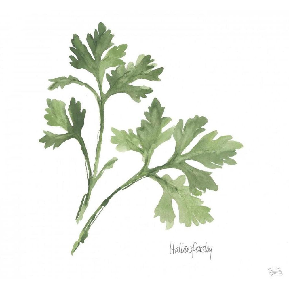 Italian Parsley v2 -Paper Art-20&quotx20"