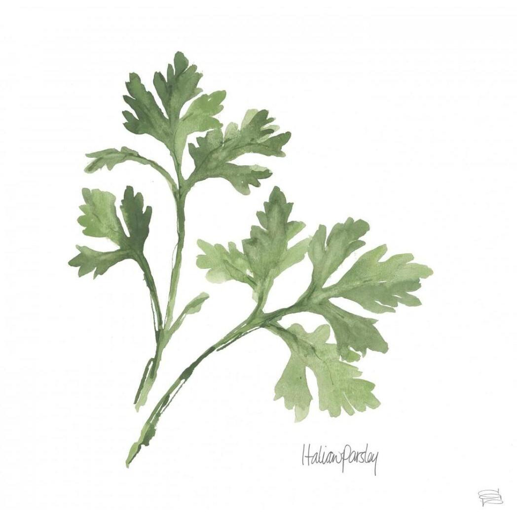 Italian Parsley v2 -Paper Art-32&quotx32"