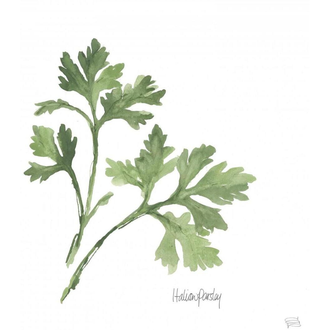 Italian Parsley v2 -Paper Art-38&quotx38"