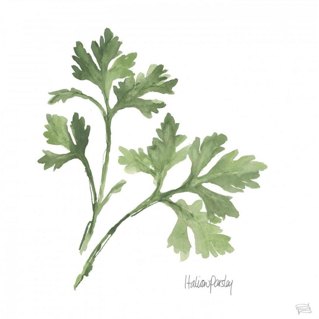Italian Parsley v2 -Paper Art-42&quotx42"