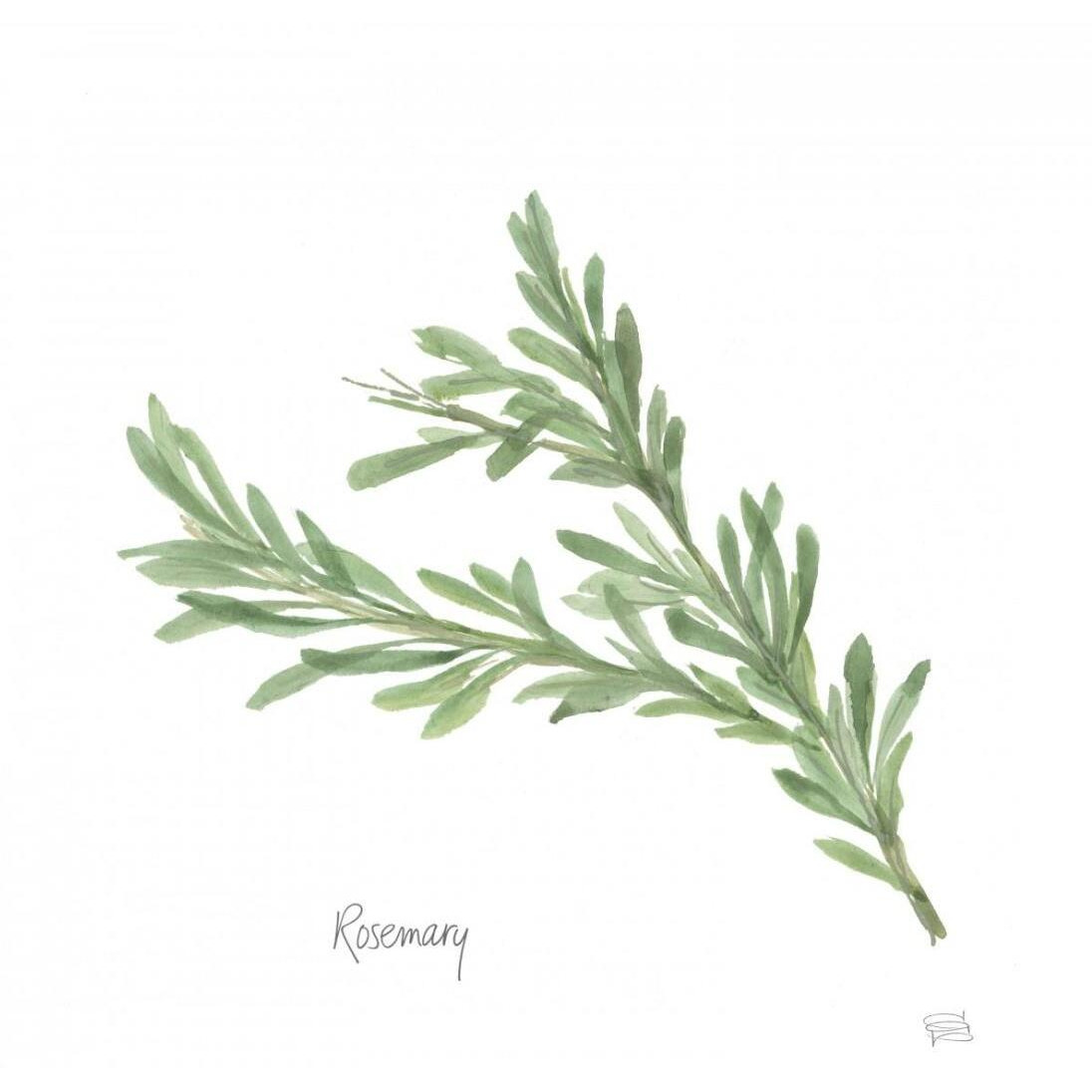 Rosemary v2 -Paper Art-26&quotx26"