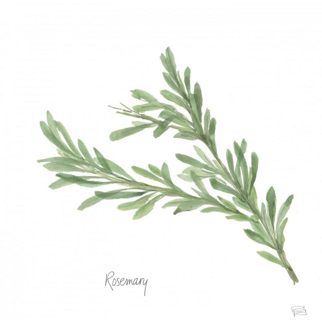 Rosemary v2 -Paper Art-32&quotx32"
