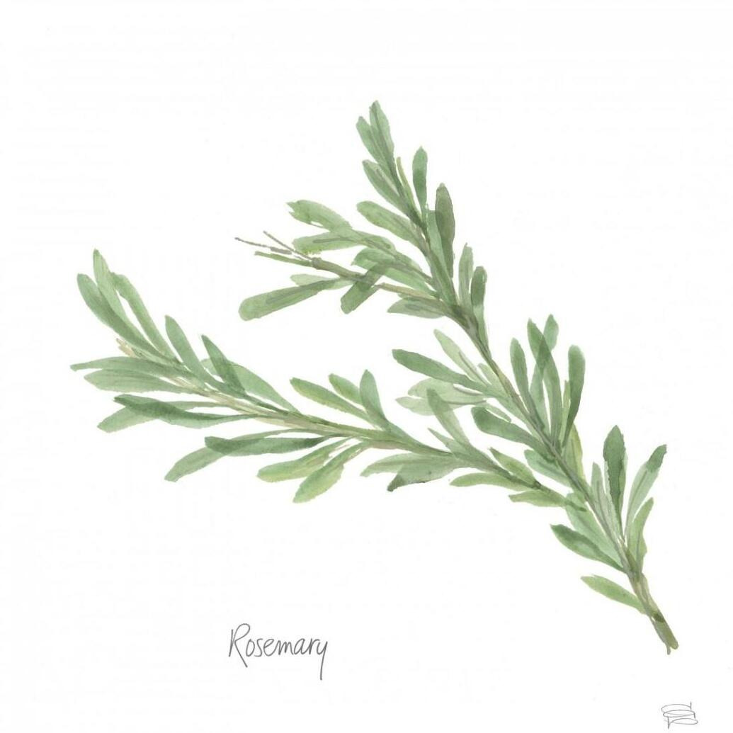 Rosemary v2 -Paper Art-42&quotx42"