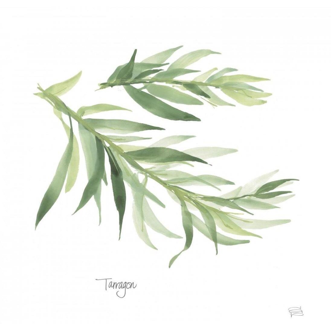 Tarragon v2 -Paper Art-26&quotx26"