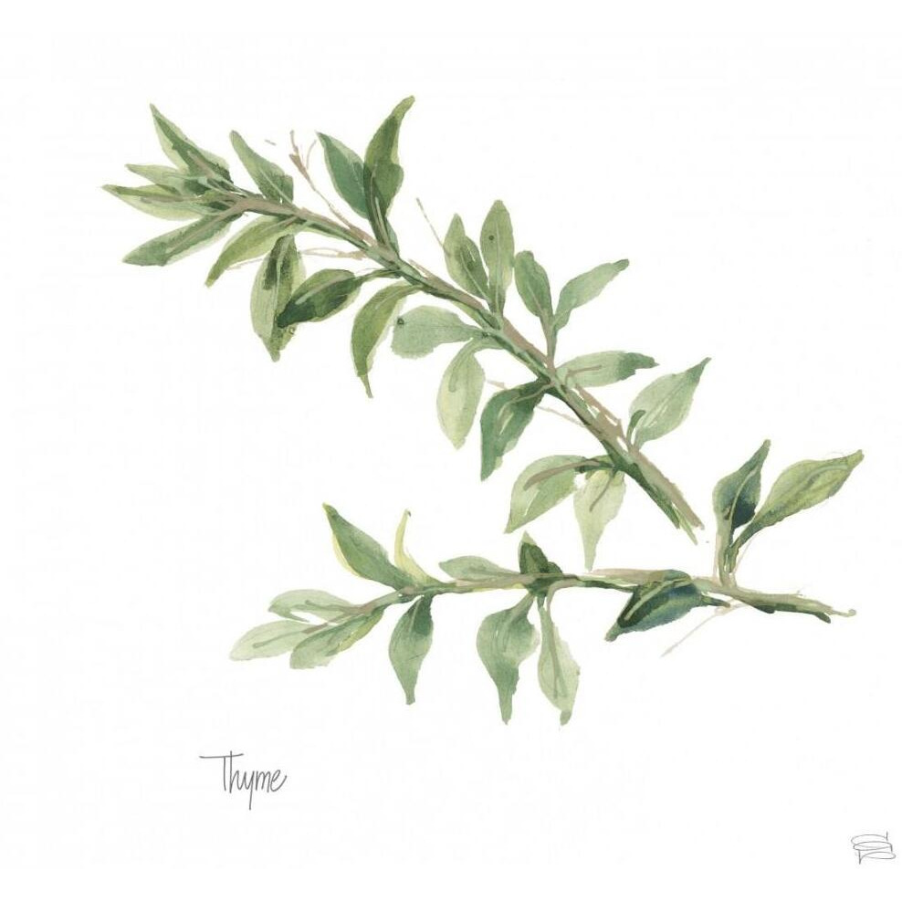 Thyme v2 -Paper Art-20&quotx20"