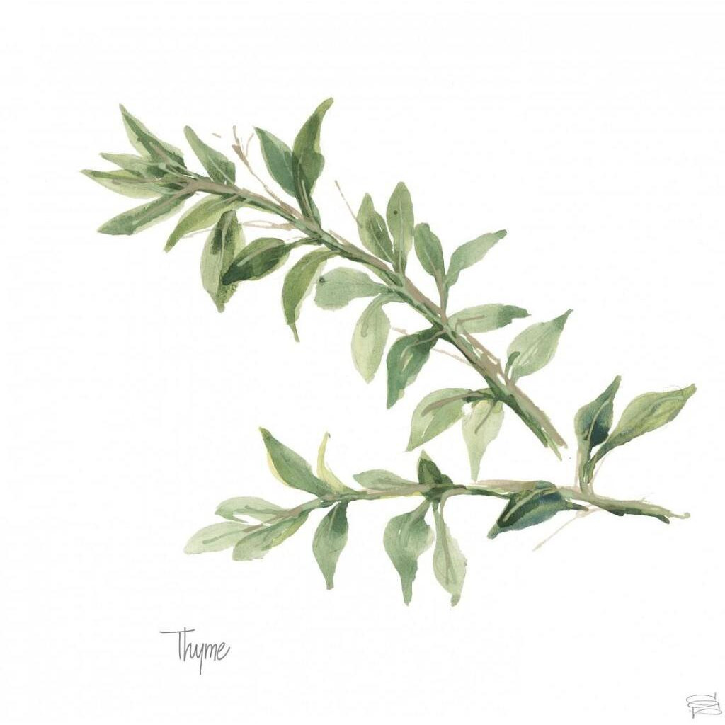 Thyme v2 -Paper Art-32&quotx32"