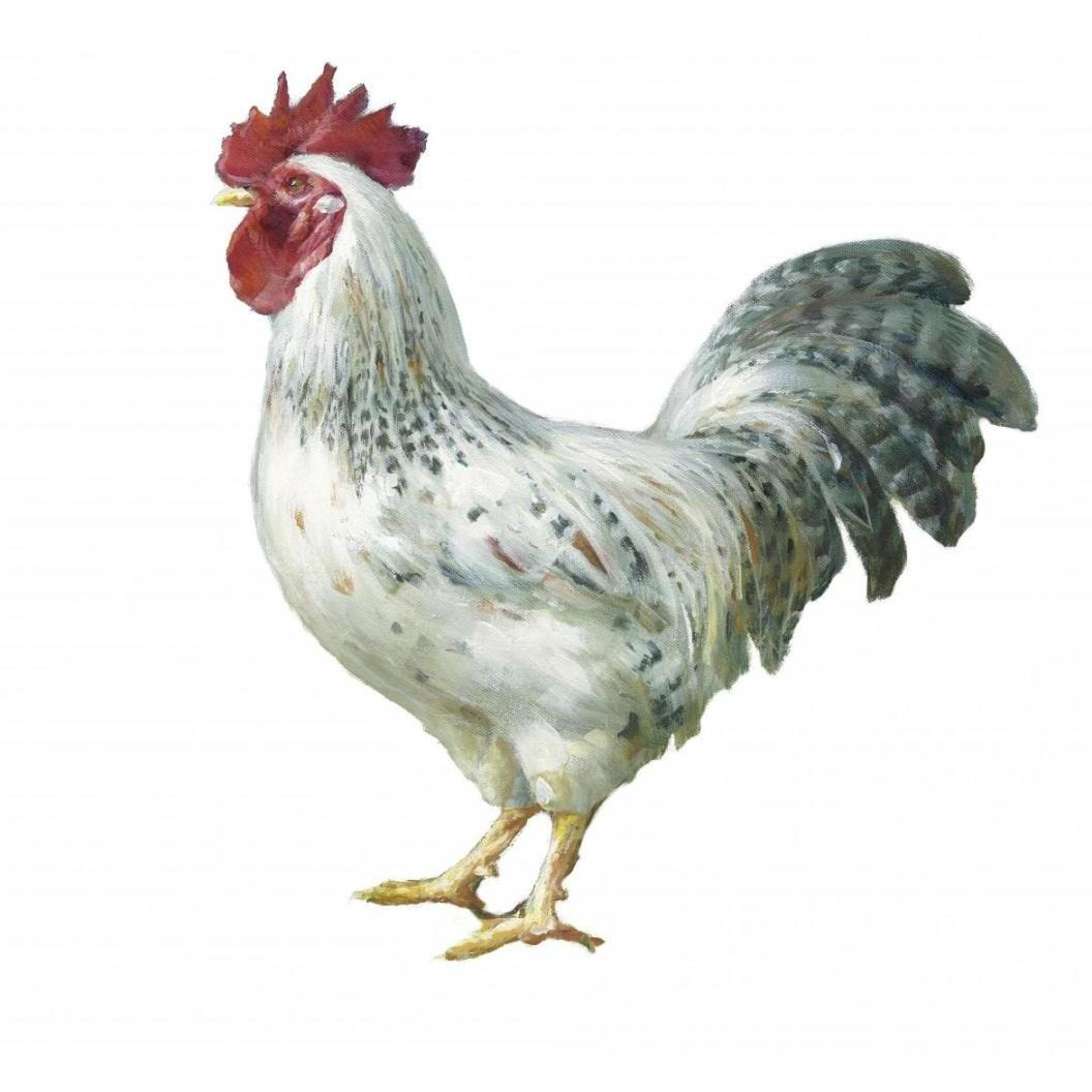 Noble Rooster IV on White -Paper Art-20&quotx20"