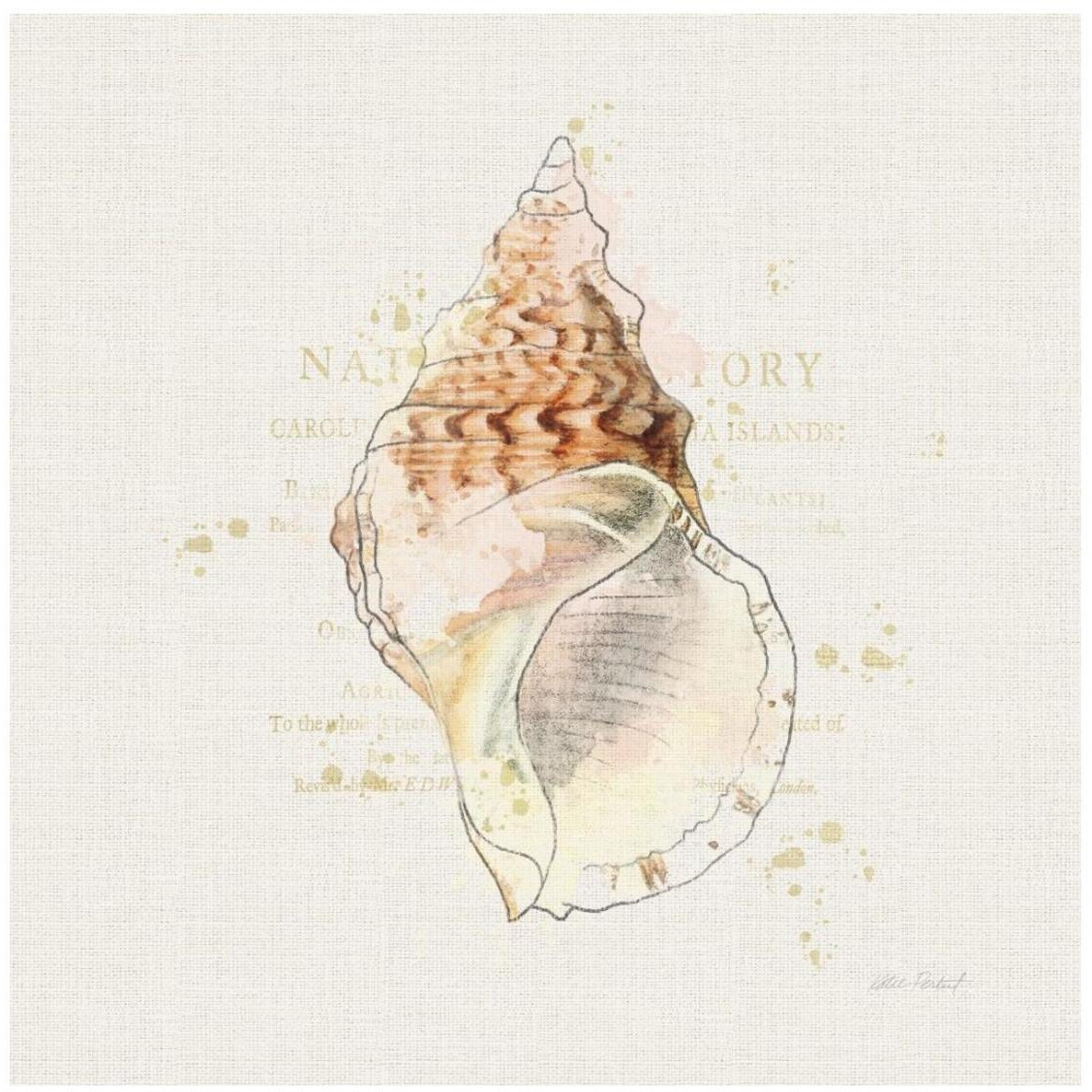 Shell Collector III -Paper Art-26&quotx26"