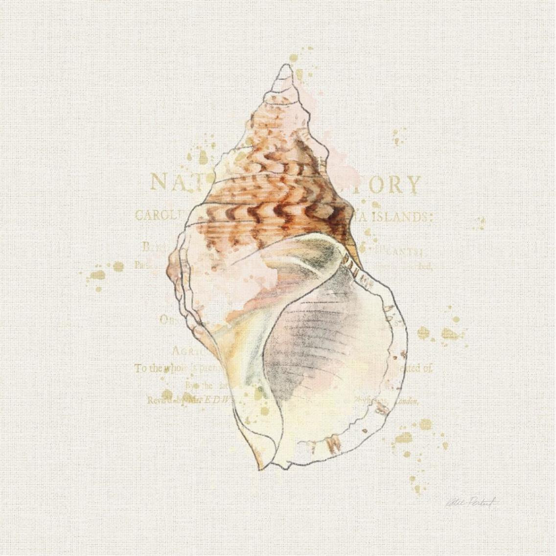 Shell Collector III -Paper Art-38&quotx38"
