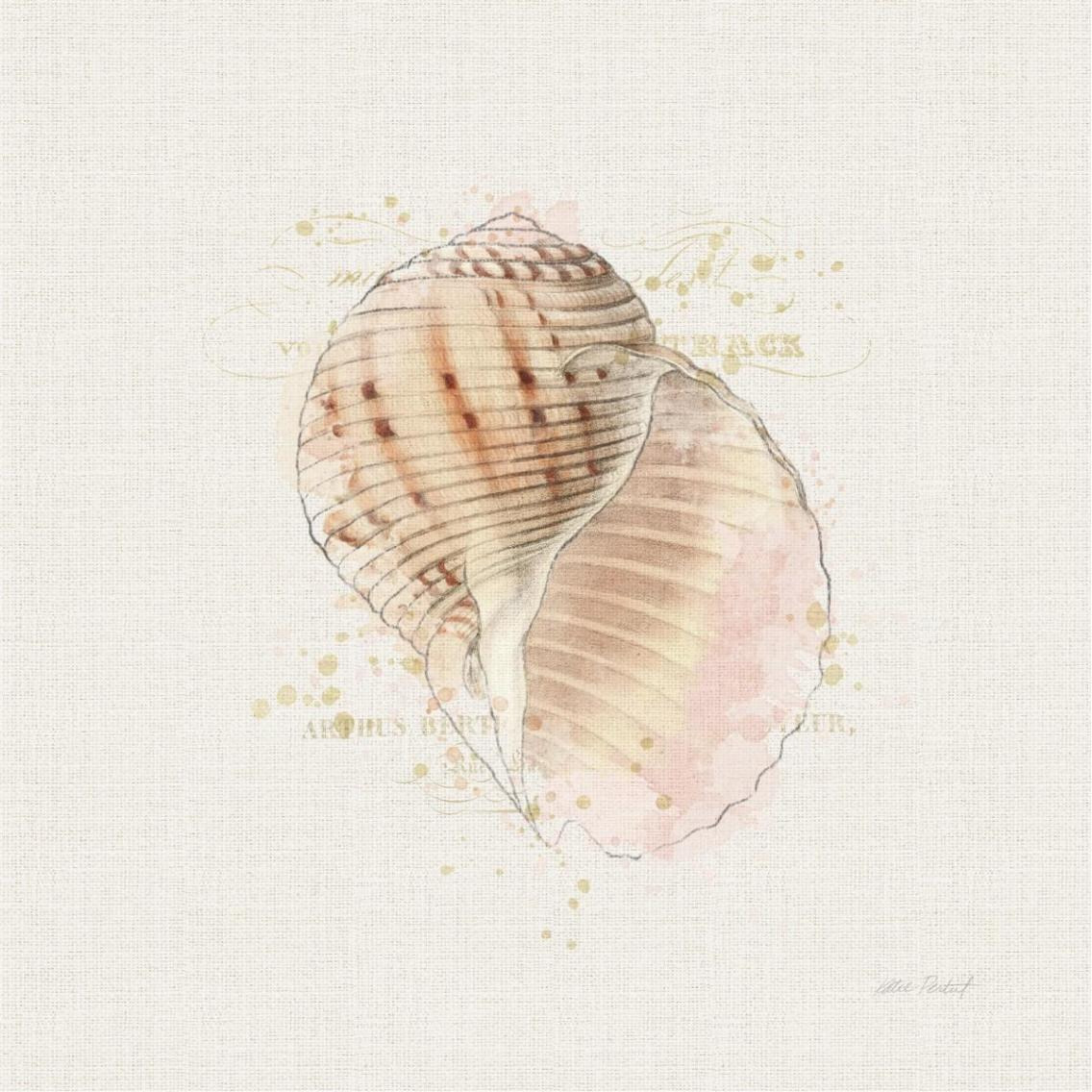 Shell Collector V -Paper Art-38&quotx38"