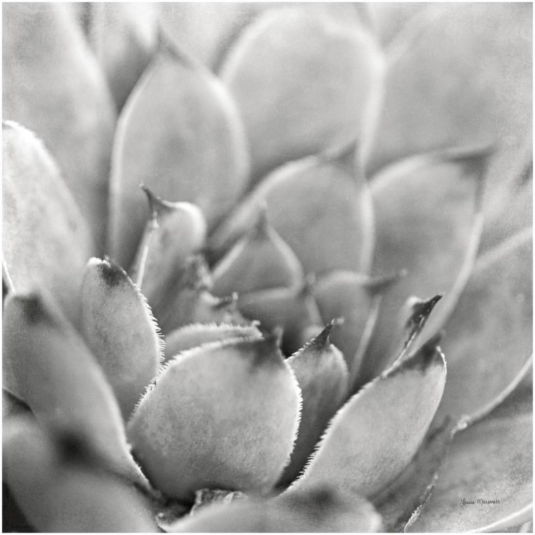 Garden Succulent I -Paper Art-20&quotx20"