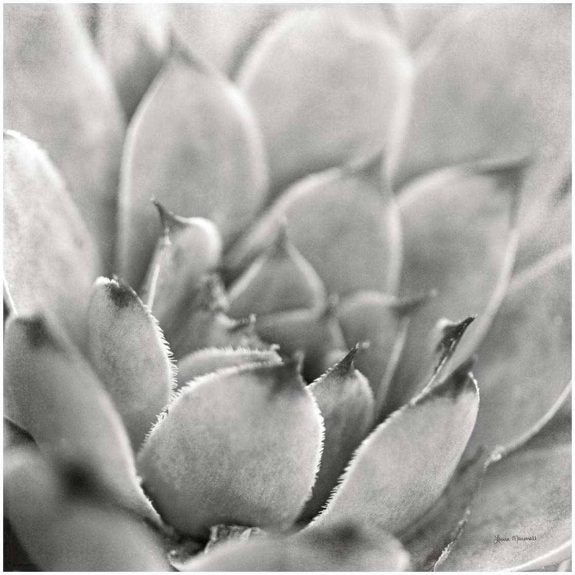 Garden Succulent I -Paper Art-26&quotx26"