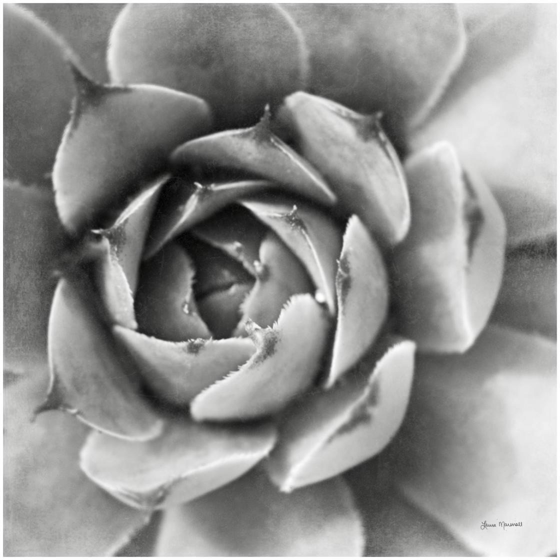 Garden Succulent II -Paper Art-26&quotx26"