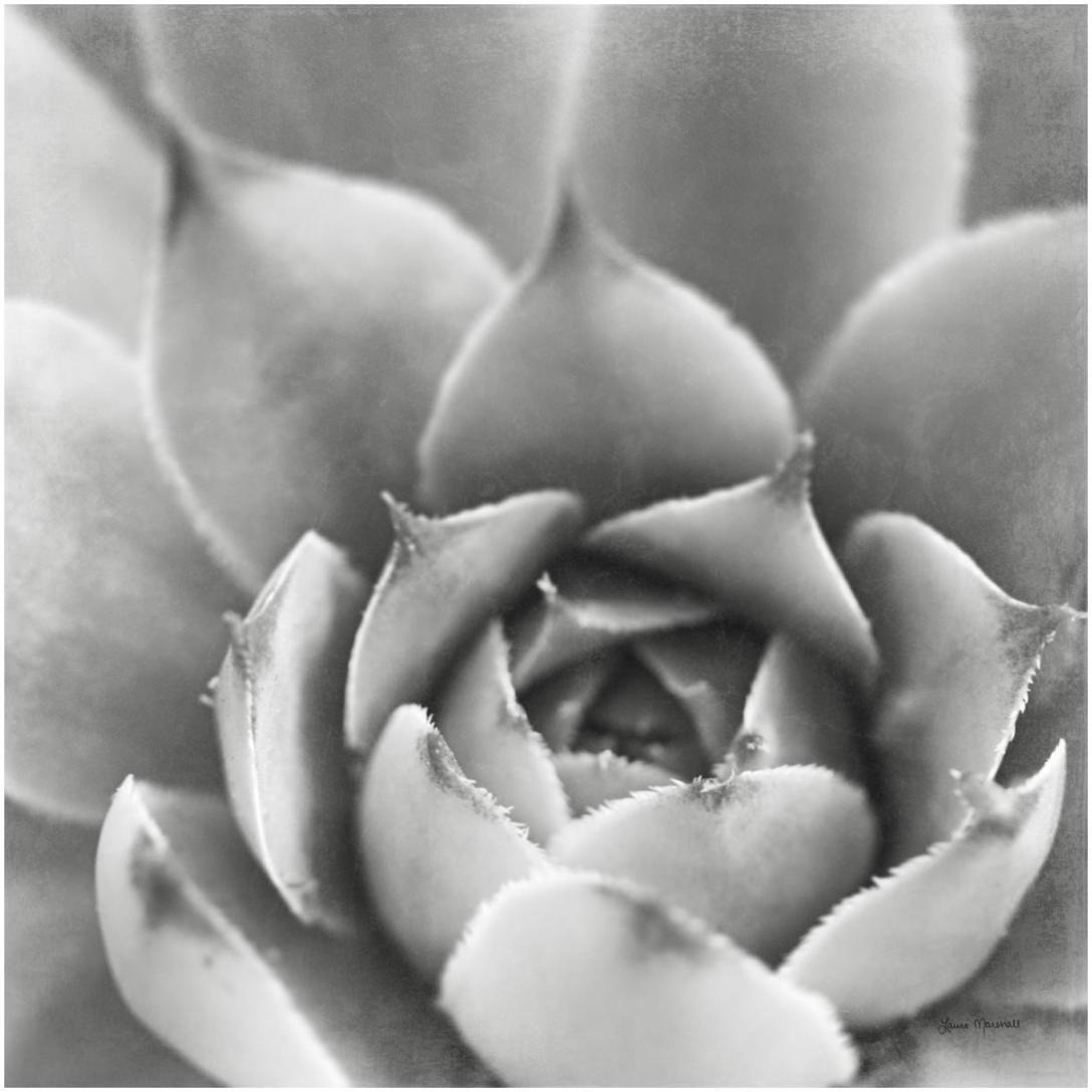 Garden Succulent III -Paper Art-20&quotx20"