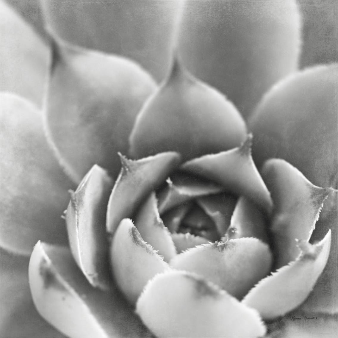 Garden Succulent III -Paper Art-38&quotx38"