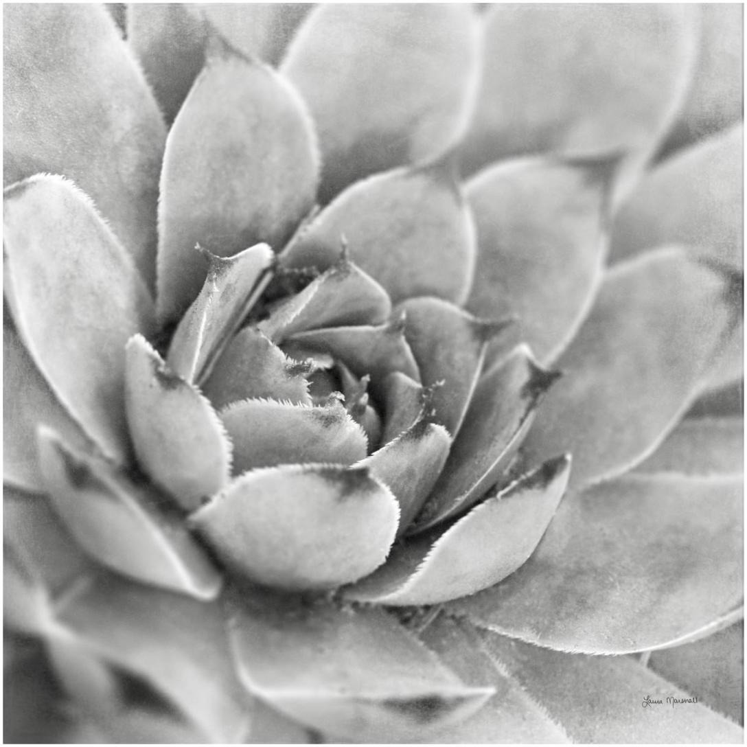 Garden Succulent IV -Paper Art-20&quotx20"