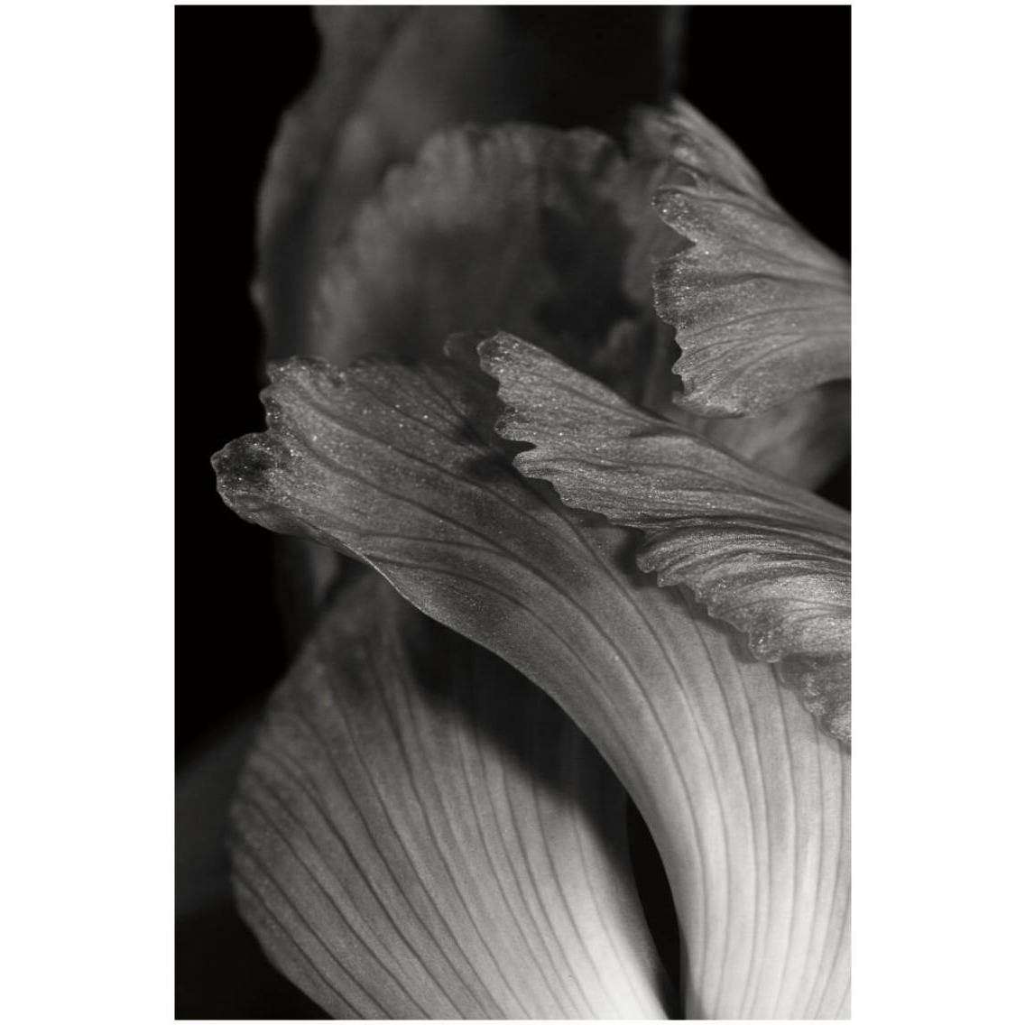 Iris Abstract I -Paper Art-22&quotx32"