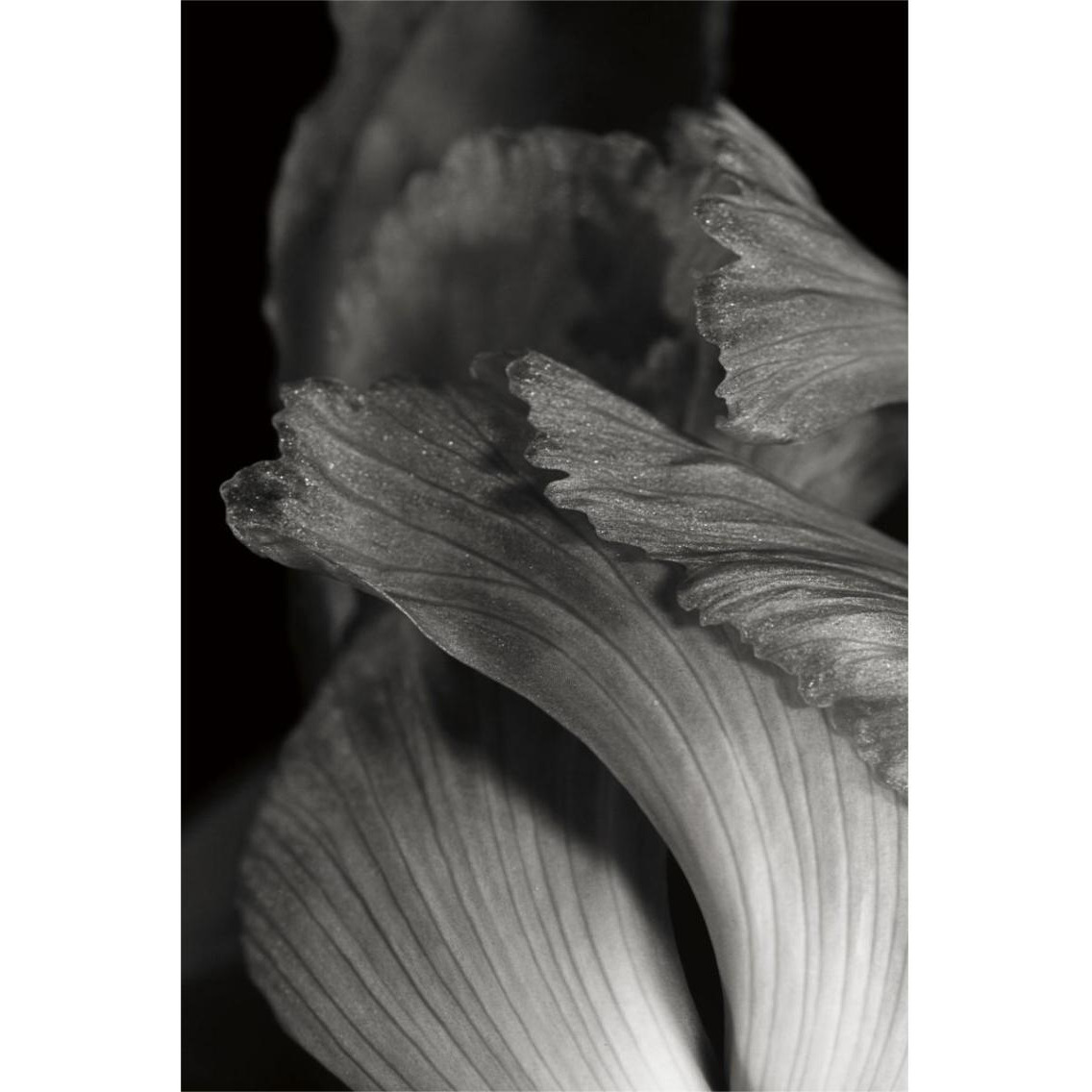 Iris Abstract I -Paper Art-26&quotx38"