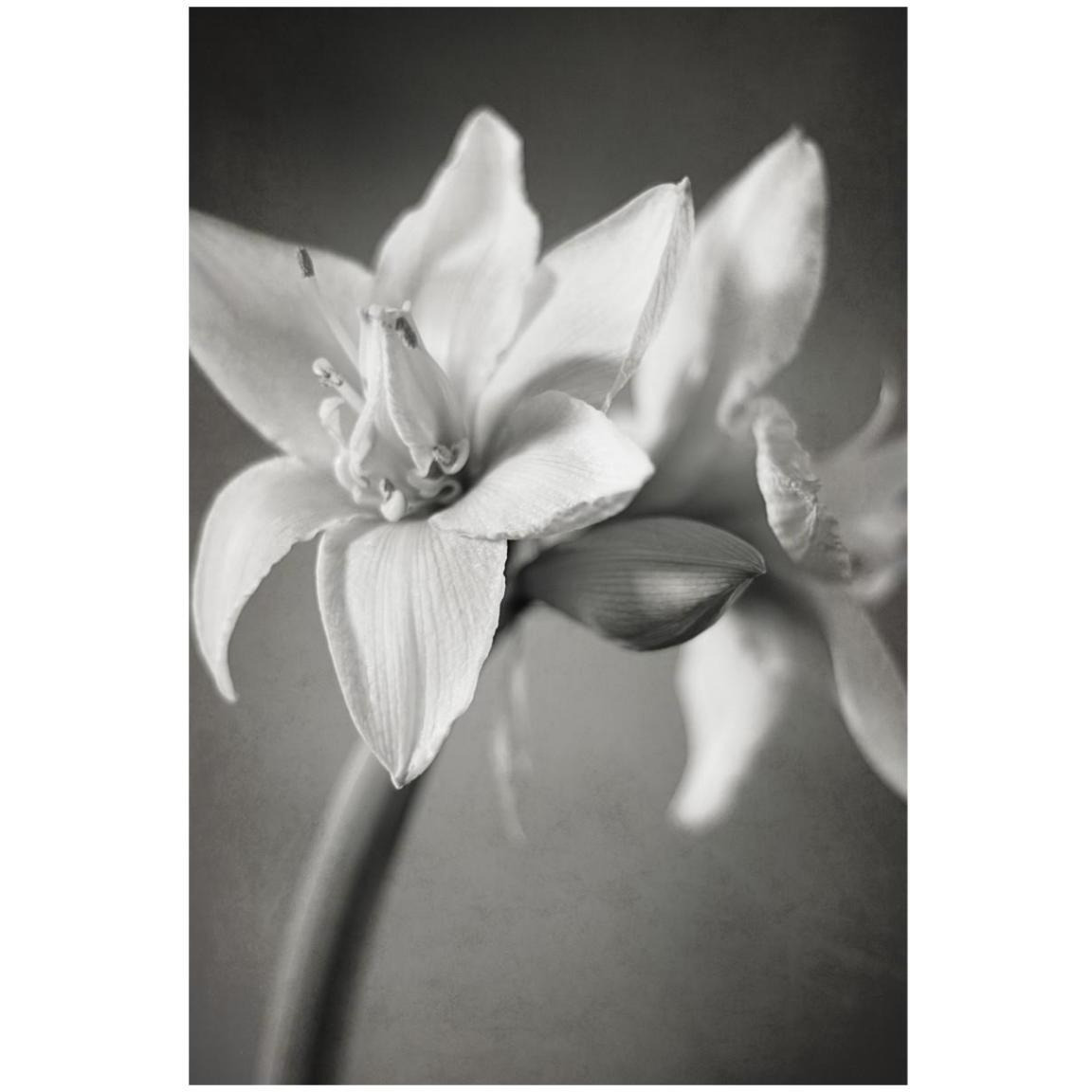 White Amaryllis I -Paper Art-14&quotx20"