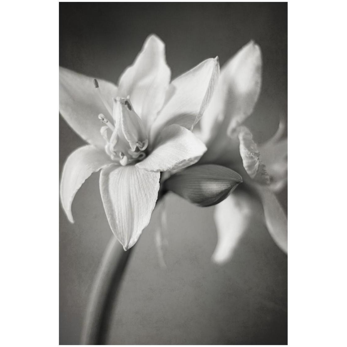 White Amaryllis I -Paper Art-18&quotx26"