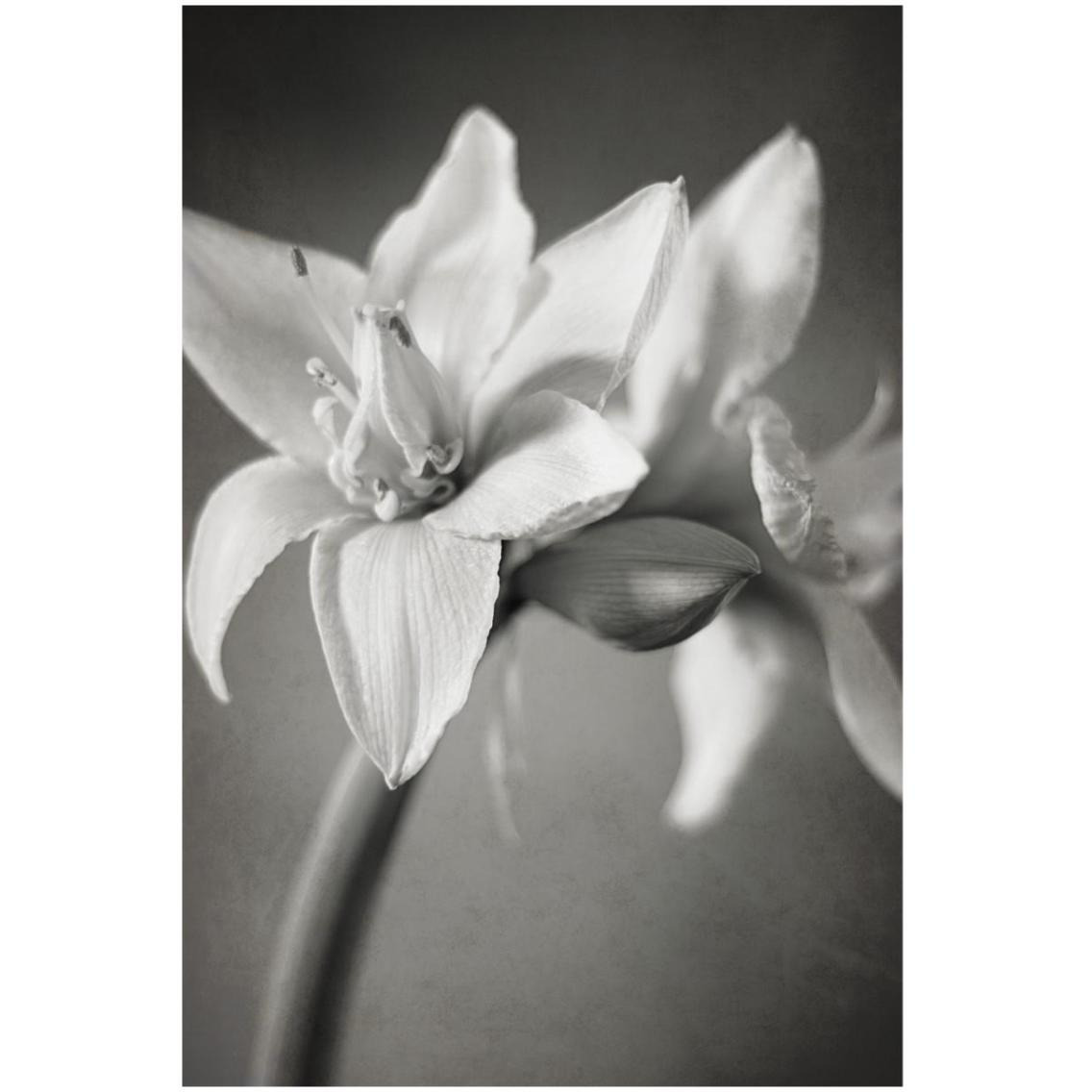White Amaryllis I -Paper Art-22&quotx32"