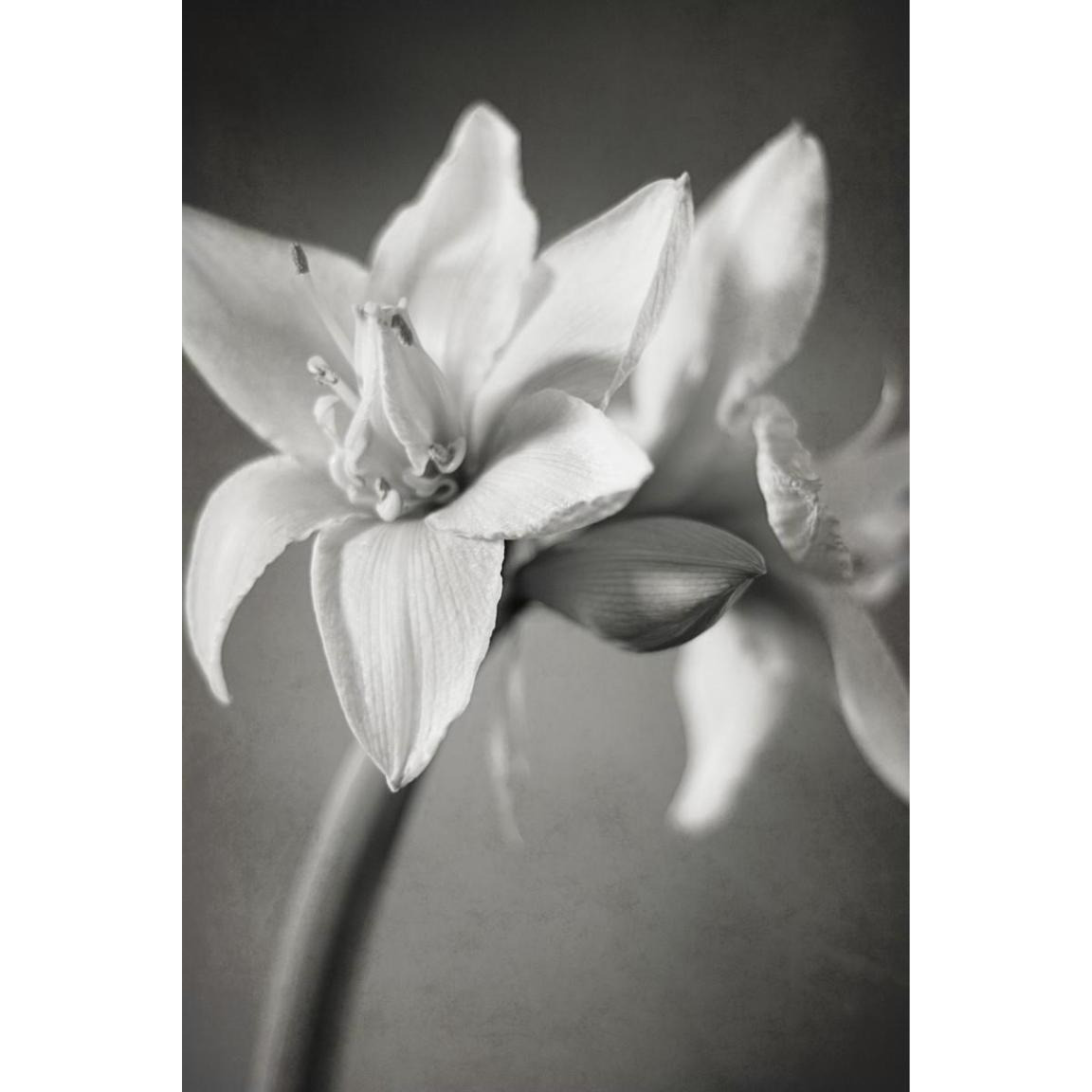 White Amaryllis I -Paper Art-34&quotx50"