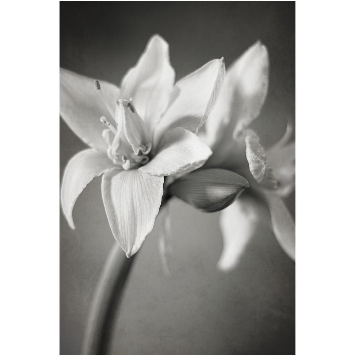 White Amaryllis I -Paper Art-42&quotx62"