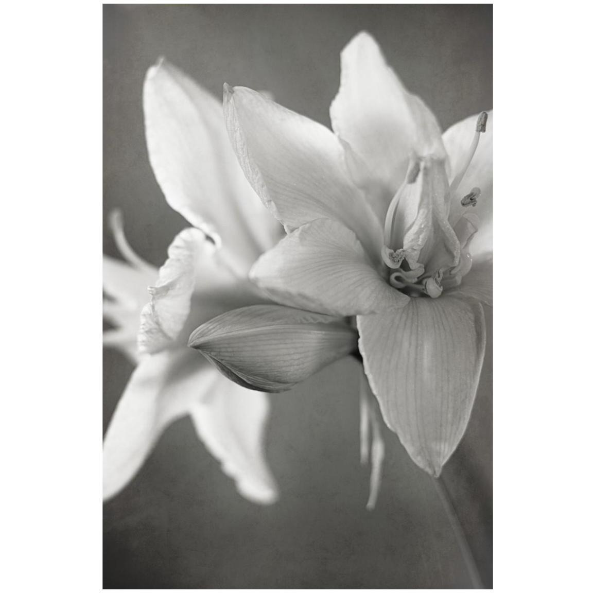 White Amaryllis II -Paper Art-14&quotx20"