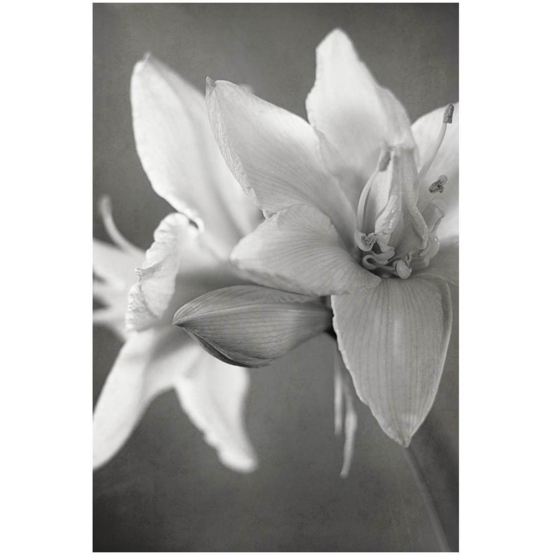 White Amaryllis II -Paper Art-22&quotx32"