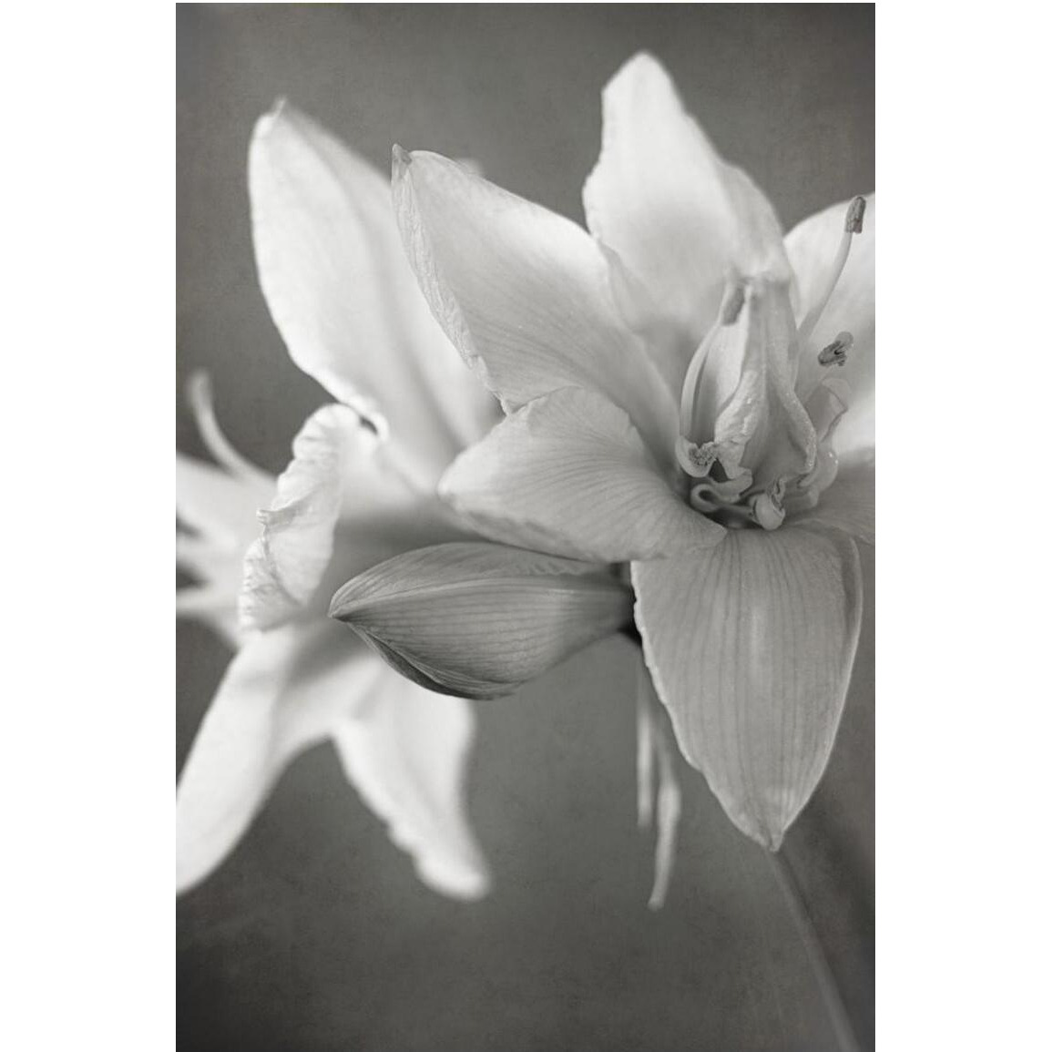 White Amaryllis II -Paper Art-34&quotx50"