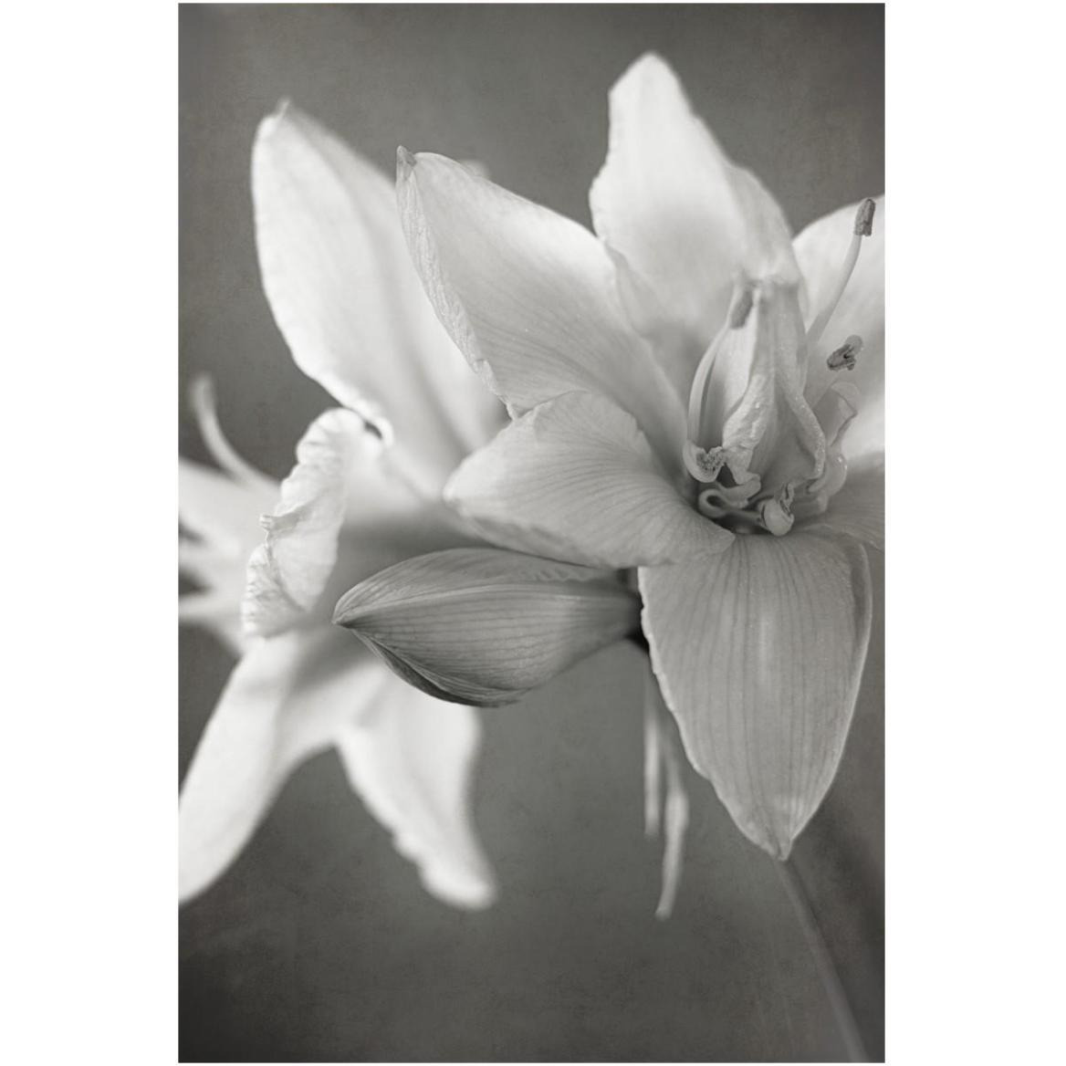 White Amaryllis II -Paper Art-42&quotx62"