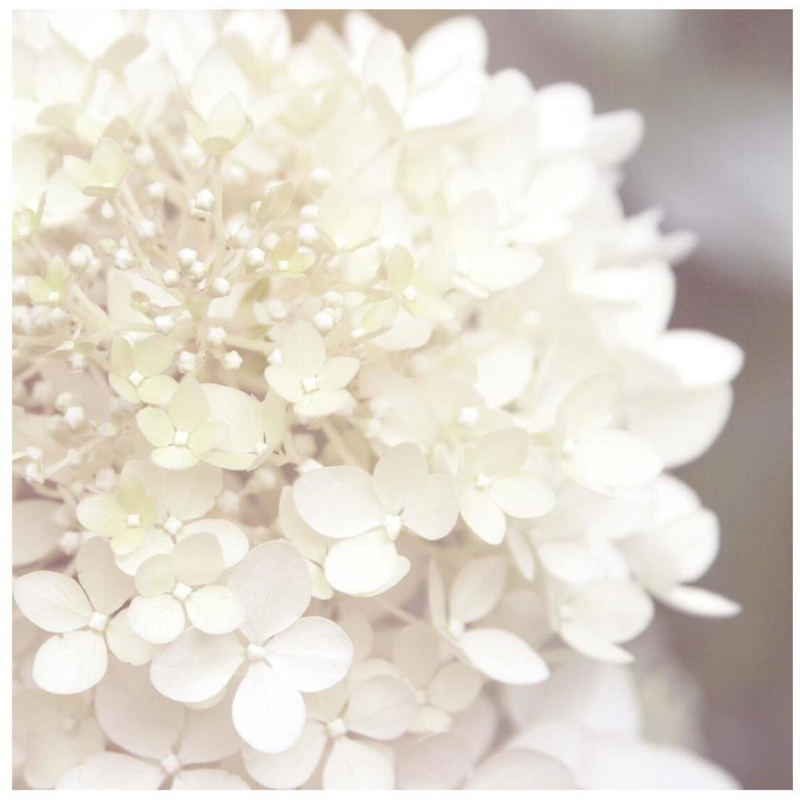 Hydrangea Dream I -Paper Art-26&quotx26"
